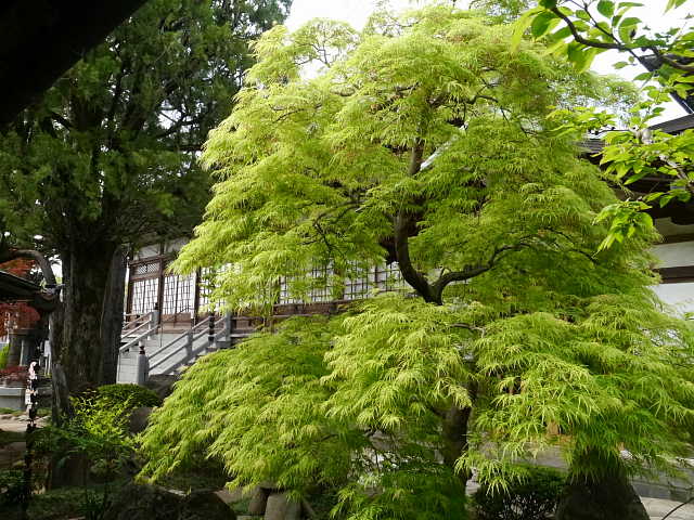 東村山　徳蔵寺  写真